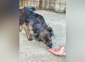 Hoppla - liebenswerte EMILIJA sucht ein liebevolles Zuhause