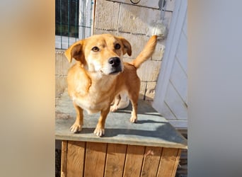 Kuschelfee SENA sucht Kuschelmenschen zum lieb haben