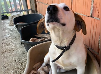 BEPI - Wer löst sein Ticket ins Glück und schenkt ihm ein liebevolles, ruhiges Zuhause