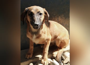 Schlaue ALMA sucht ein für immer Zuhause