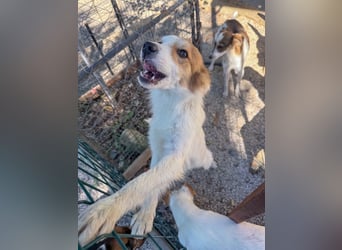 Kuschelmaus ANNEMARIE sucht ein Zuhause