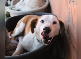 BEPI - Wer löst sein Ticket ins Glück und schenkt ihm ein liebevolles, ruhiges Zuhause