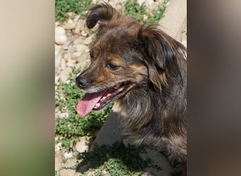 Kuckuck, wer schenkt Traumhündin EMILIJA ein liebevolles Zuhause?