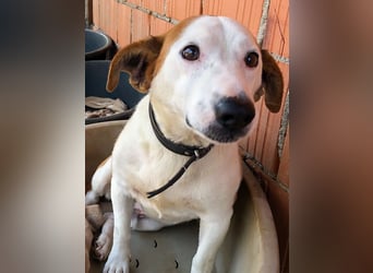 BEPI - Wer löst sein Ticket ins Glück und schenkt ihm ein liebevolles, ruhiges Zuhause