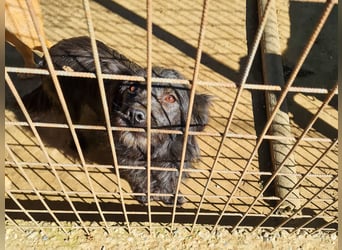 RAMONA ihr fehlt nur eines ihre eigene Familie