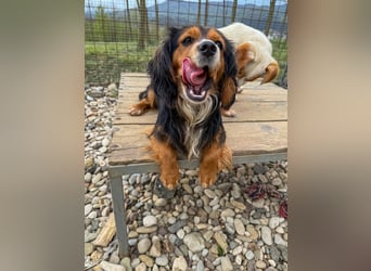 Bezaubernder zuckersüßer BOBISHA sucht sein Für-Immer-Zuhause