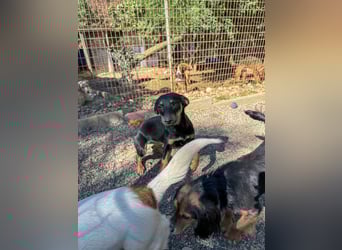 Kuckuck ich bin die niedliche SMILLA2025