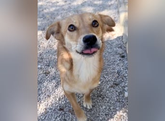 SENA sanft, sozial, sucht neugierig nach Ihren Herzensmenschen