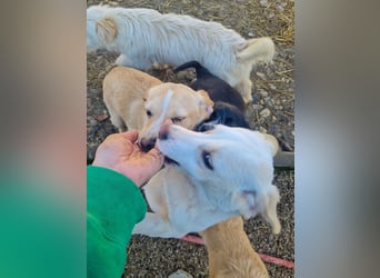SKIPPER möchte bei seiner eigenen Familie erwachsen werden !