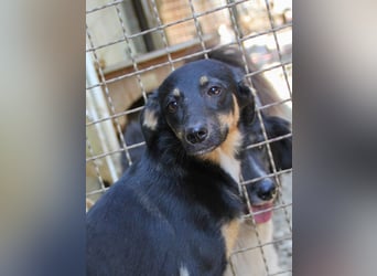 Neugierige ANIKA– ein Traum auf vier Pfoten