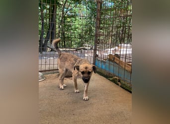 Fröhlicher SMOKY sucht Menschen zum Spielen und Toben!