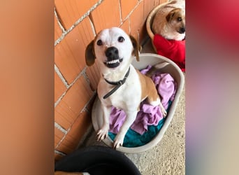 BEPI - Wer löst sein Ticket ins Glück und schenkt ihm ein liebevolles, ruhiges Zuhause