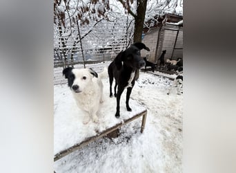 PUPIN kleines absolut einzigartiges Energiebündel