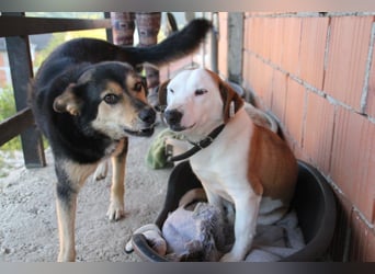 BEPI - Wer löst sein Ticket ins Glück und schenkt ihm ein liebevolles, ruhiges Zuhause