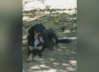 Schlaue Anika sucht ihr Für-Immer-Zuhause