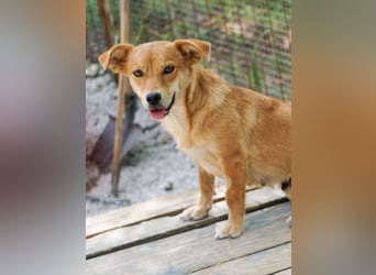 SENA sanft, sozial, sucht neugierig nach Ihren Herzensmenschen