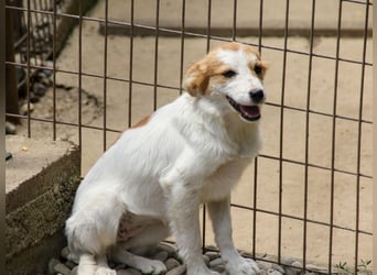 Kuschelmaus ANNEMARIE sucht ein Zuhause