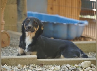 Schlaue Anika sucht ihr Für-Immer-Zuhause