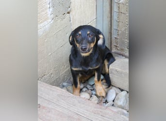 Kuckuck ich bin die niedliche SMILLA2025