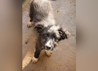 Kleine KALINA sucht ihr Kuschelkörbchen in Deutschland