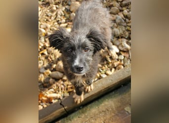 Kleine KALINA sucht ihr Kuschelkörbchen in Deutschland
