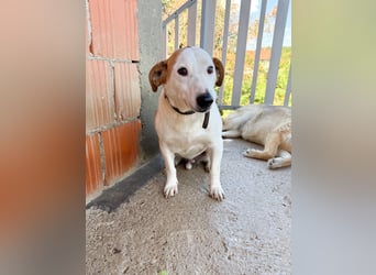 BEPI - Wer löst sein Ticket ins Glück und schenkt ihm ein liebevolles, ruhiges Zuhause