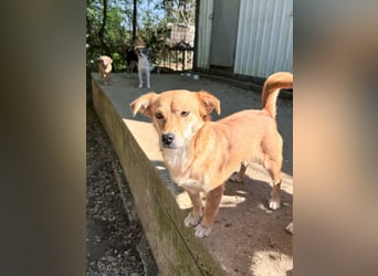 SENA sanft, sozial, sucht neugierig nach Ihren Herzensmenschen