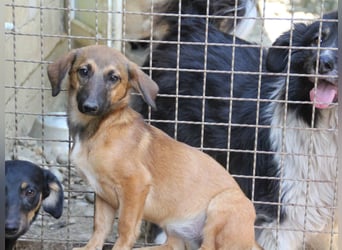 Schlaue ALMA sucht ein für immer Zuhause