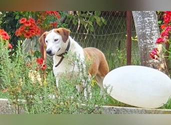 Ruhiger BEPI sucht sein Glück