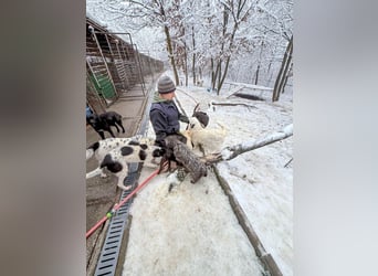 PUPIN kleines absolut einzigartiges Energiebündel