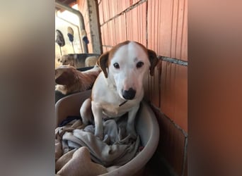 BEPI - Wer löst sein Ticket ins Glück und schenkt ihm ein liebevolles, ruhiges Zuhause