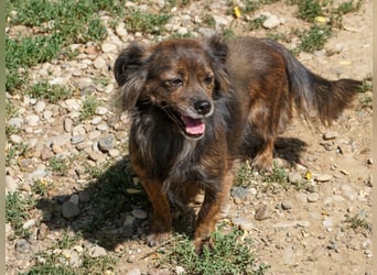 Kuckuck, wer schenkt Traumhündin EMILIJA ein liebevolles Zuhause?