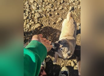 kleiner Herzensbrecher SMOKY sucht nach seiner Familie