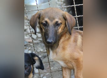 Schlaue ALMA sucht ein für immer Zuhause