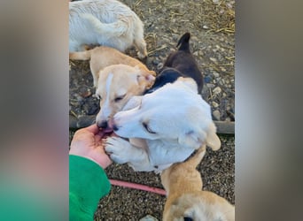 SKIPPER möchte bei seiner eigenen Familie erwachsen werden !