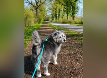 Verspielter Hunde-Opi BUDDY kann in Barsbüttel bei Hamburg kennengelernt werden