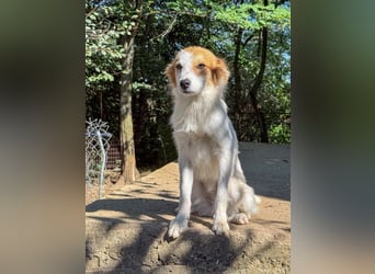 Kuschelmaus ANNEMARIE sucht ein Zuhause