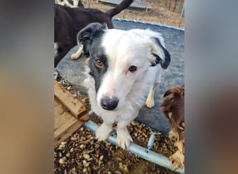 PUPIN kleines absolut einzigartiges Energiebündel