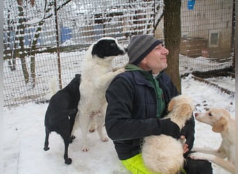 PUPIN einzigartig, sozial, verspielt - rundum perfekt bis auf die Familie die ihm fehlt