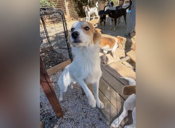 Kuschelmaus ANNEMARIE sucht ein Zuhause