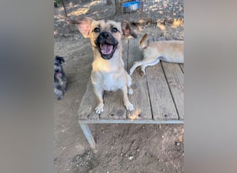 Fröhlicher SMOKY sucht Menschen zum Spielen und Toben!