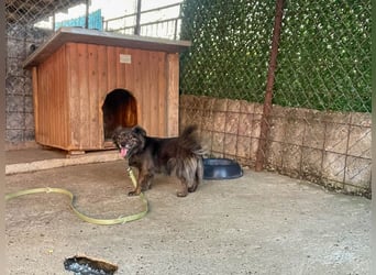 Hoppla - liebenswerte EMILIJA sucht ein liebevolles Zuhause