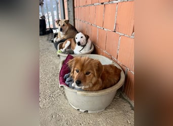 BEPI - Wer löst sein Ticket ins Glück und schenkt ihm ein liebevolles, ruhiges Zuhause