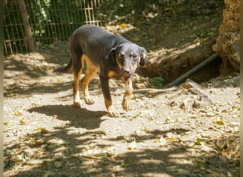 Schmusemaus SMILLA will endlich mit ihren eigenen Menschen kuscheln
