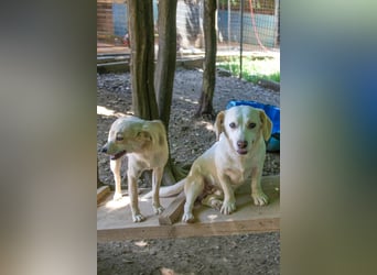 Aufgeweckter SKIPPER sucht aktive Menschen zum Spielen und Toben