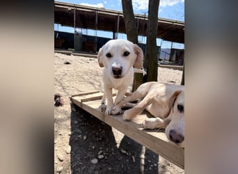 Aufgeweckter SKIPPER sucht aktive Menschen zum Spielen und Toben