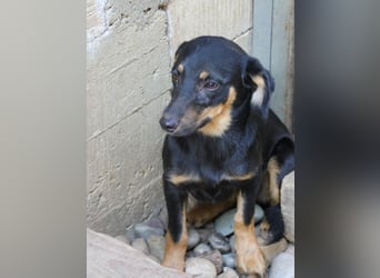 Kuckuck ich bin die niedliche SMILLA2025