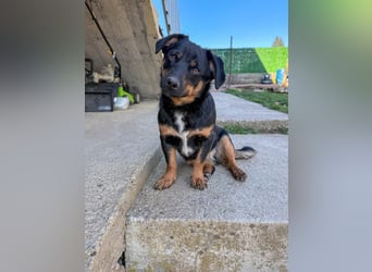 kleine Prinzessin ROXANA sucht ihr Königreich