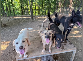 Fröhlicher SMOKY sucht Menschen zum Spielen und Toben!