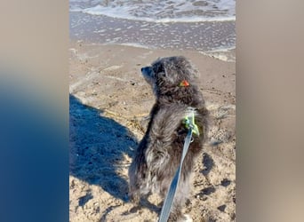 Verspielter Hunde-Opi BUDDY kann in 29413 Dähre kennengelernt werden